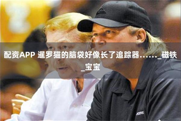 配资APP 暹罗猫的脑袋好像长了追踪器……_磁铁_宝宝